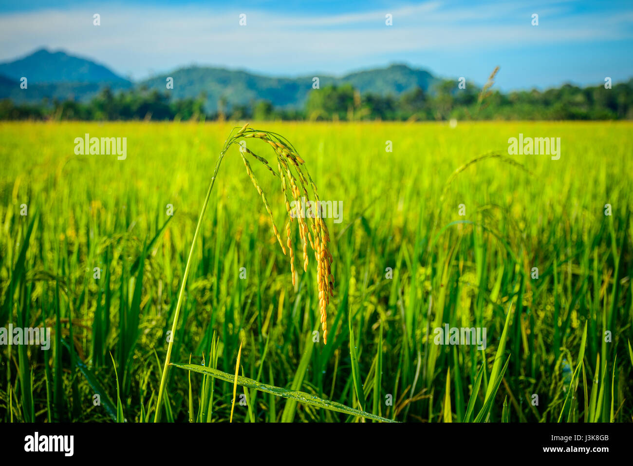 Risone (riso) nel campo Besut, Terengganu, Malaysia Foto Stock