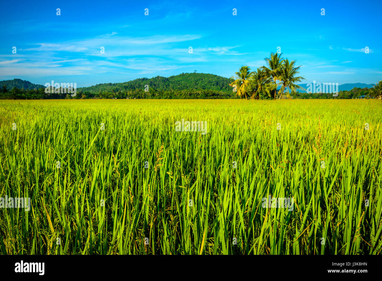 Risone (riso) nel campo Besut, Terengganu, Malaysia Foto Stock