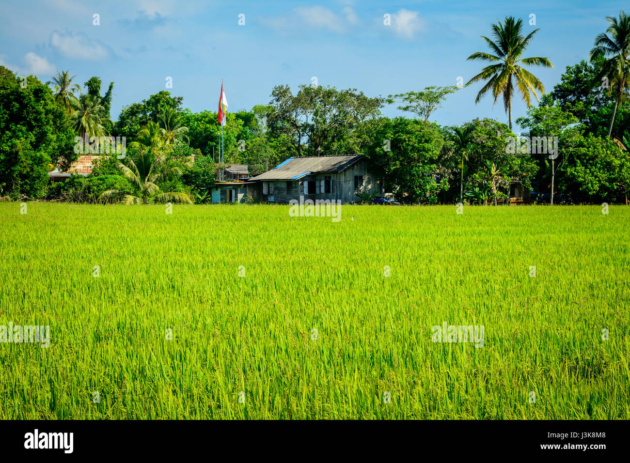 Risone (riso) nel campo Besut, Terengganu, Malaysia Foto Stock