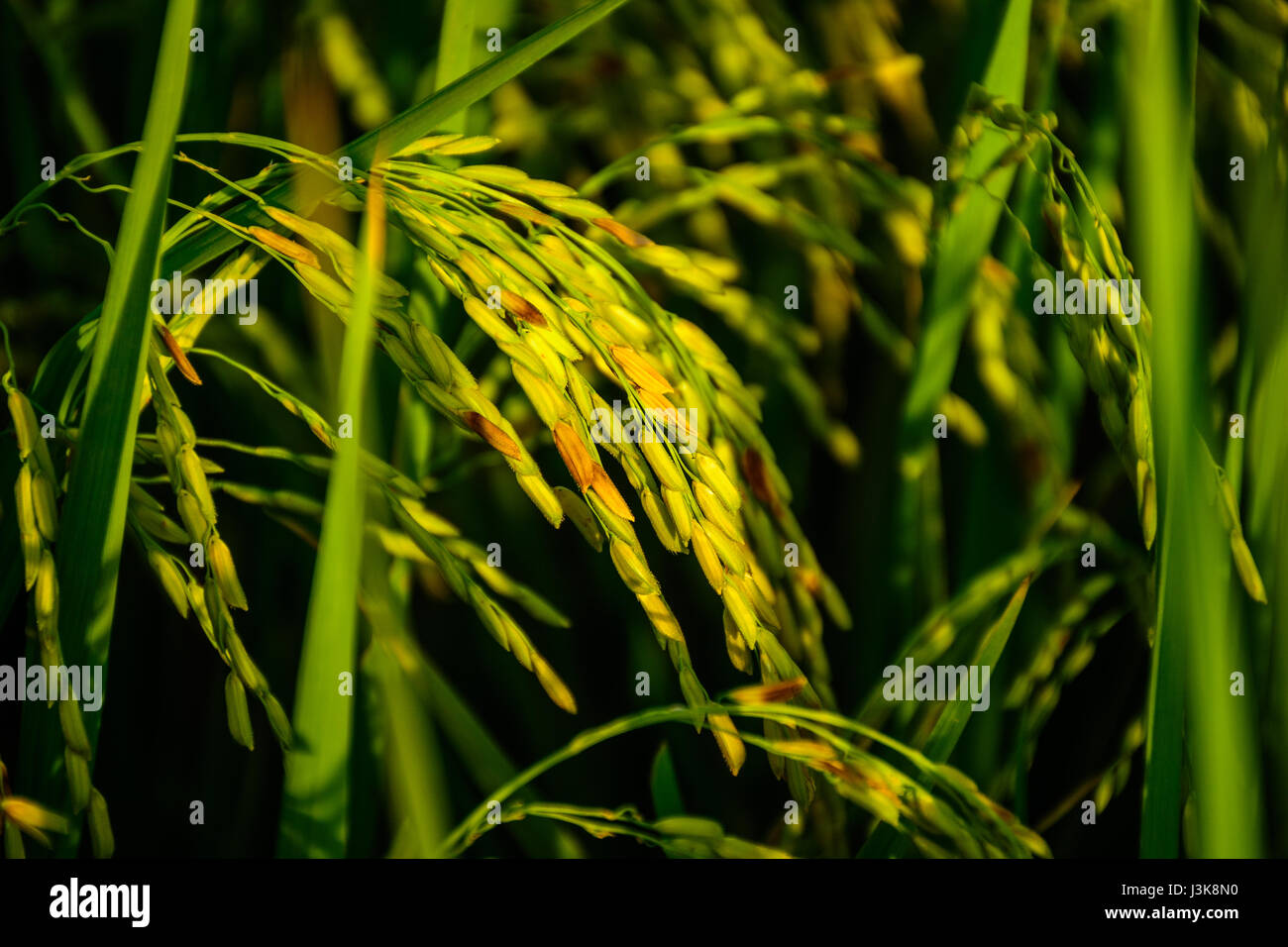 Risone (riso) nel campo Besut, Terengganu, Malaysia Foto Stock