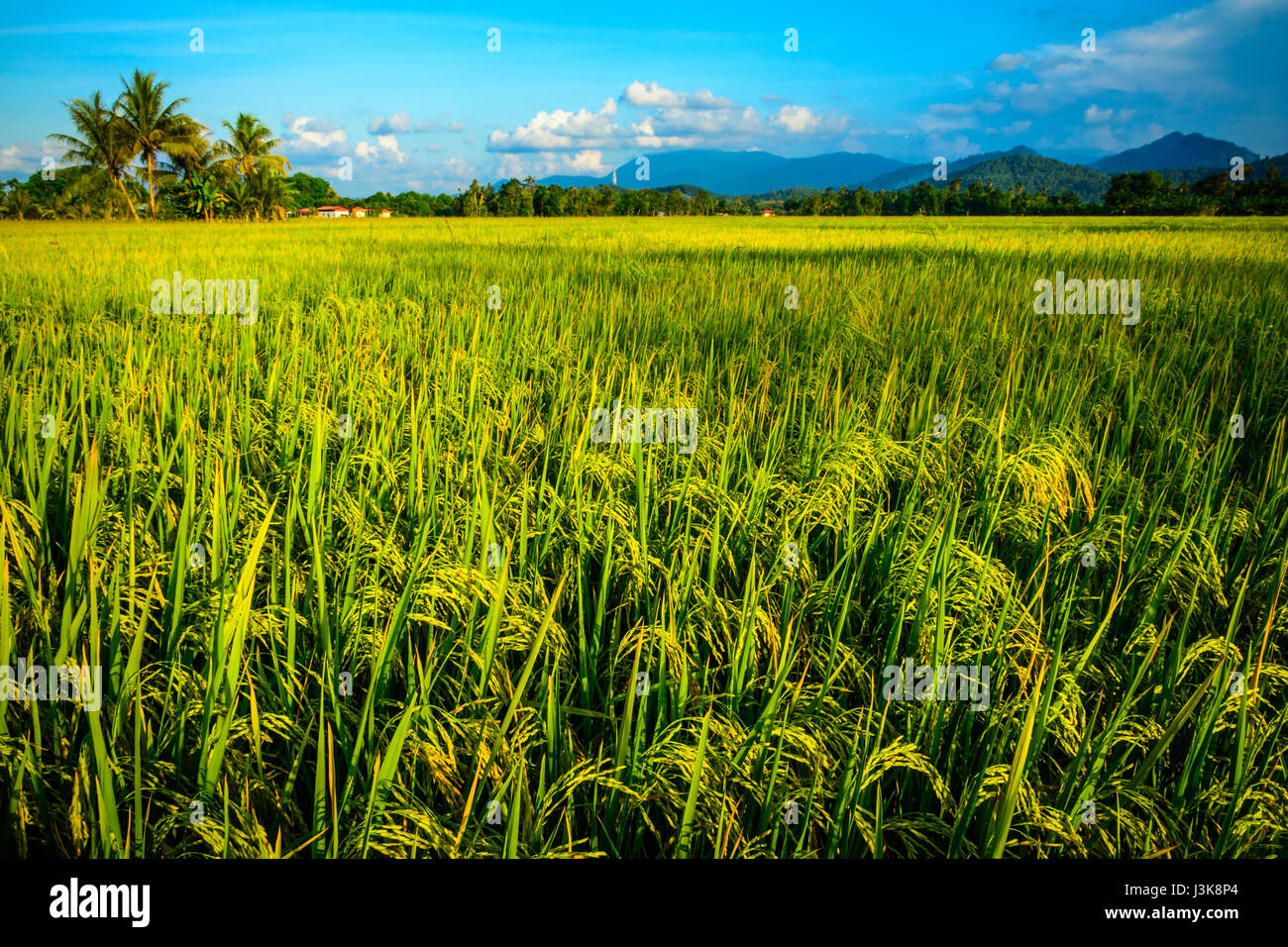Risone (riso) nel campo Besut, Terengganu, Malaysia Foto Stock