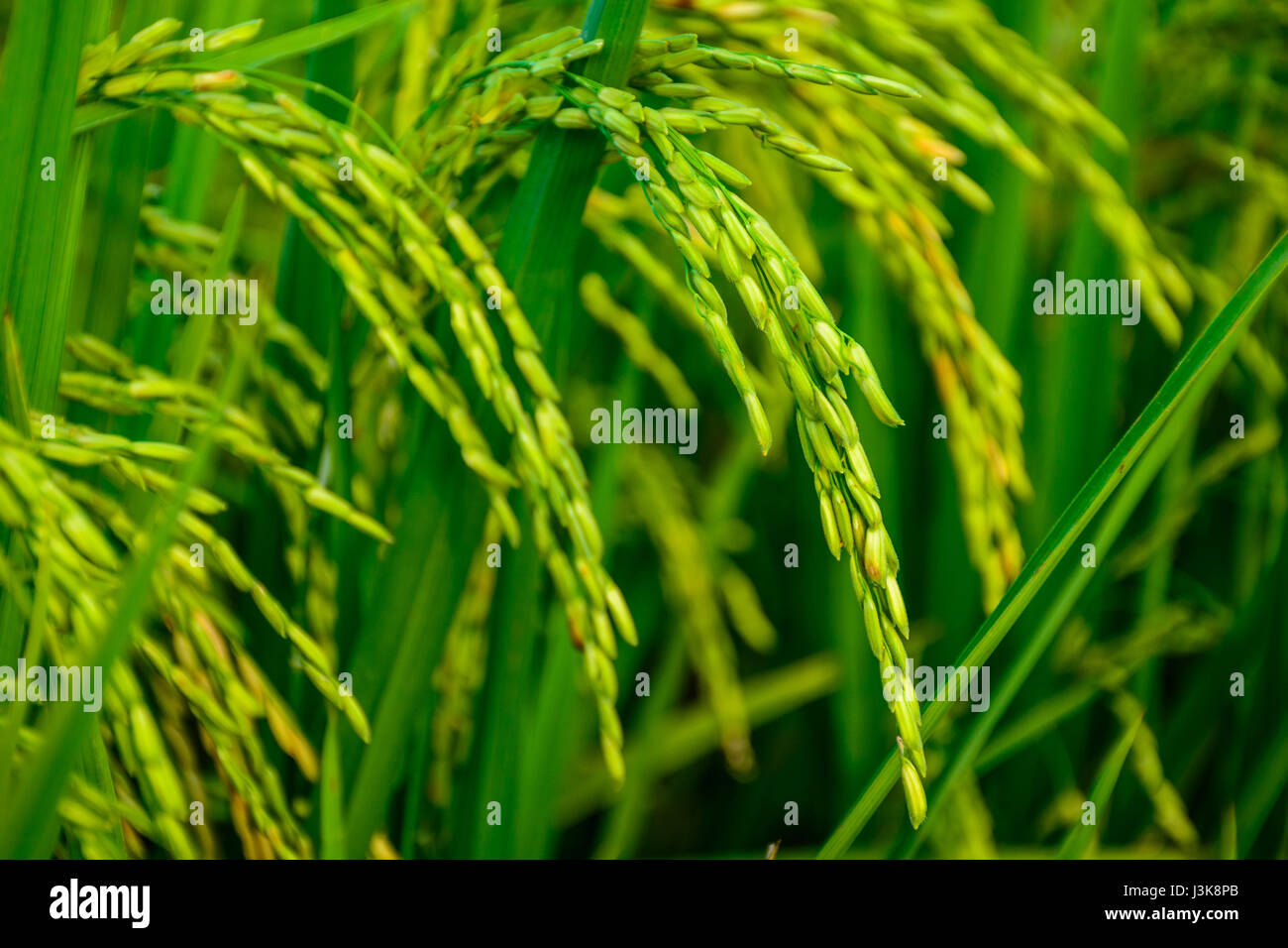 Risone (riso) nel campo Besut, Terengganu, Malaysia Foto Stock