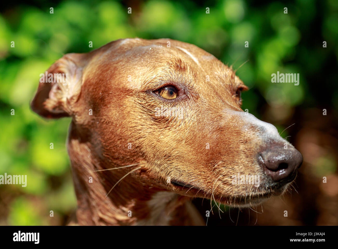 Close-up andaluso di hound dog con shampoo sopra la sua testa e muso Foto Stock