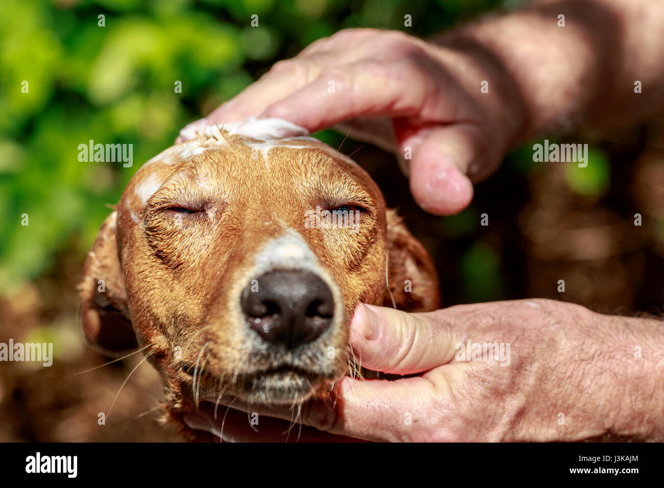 Close-up andaluso di hound dog che riceve un massaggio con shampoo alla sua testa mentre sta prendendo un bagno a giardino Foto Stock