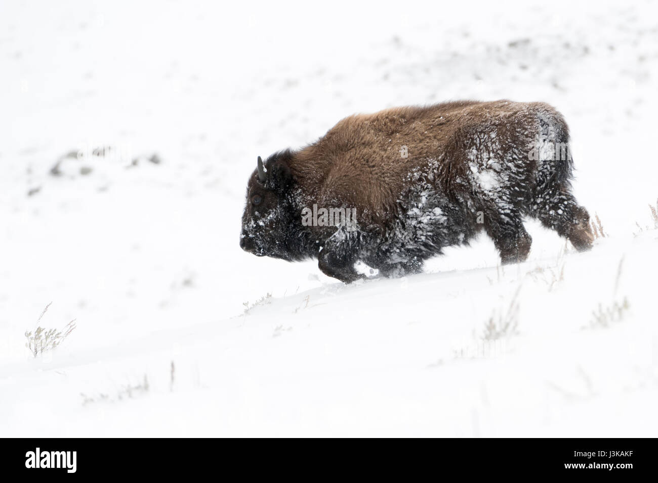 Bisonti americani / Amerikanischer ( Bison bison bison ), Bull in inverno pelliccia, passeggiate in discesa attraverso la neve profonda, il Parco Nazionale di Yellowstone, Wyoming negli Stati Uniti. Foto Stock Bisonti americani / Amerikanischer ( Bison bison bison ), Bull in inverno pelliccia, passeggiate in discesa attraverso la neve profonda, il Parco Nazionale di Yellowstone, Wyoming negli Stati Uniti. Foto Stock