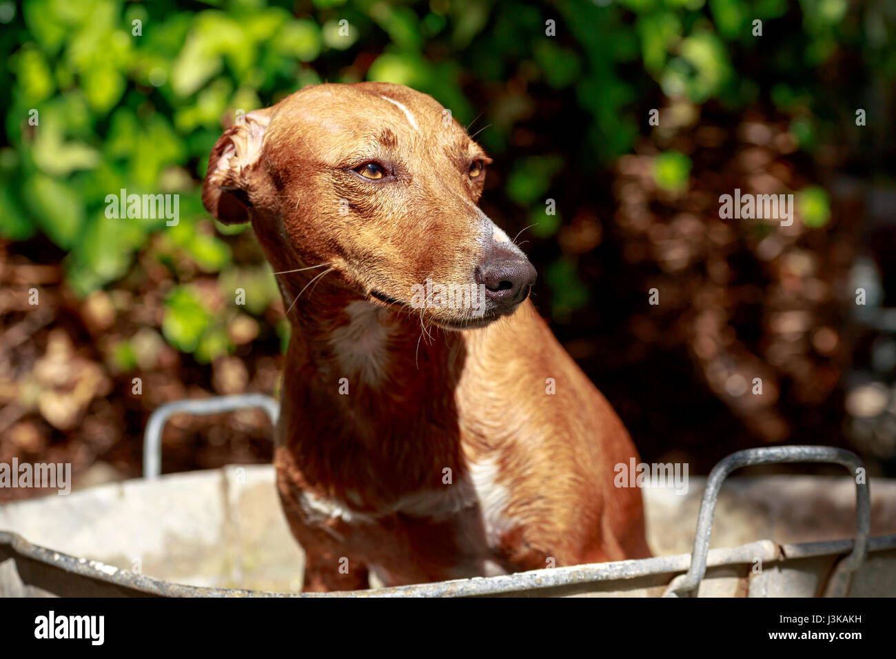 Rosso brillante capelli di un andaluso cane da caccia che sta prendendo un bagno in una vasca in metallo in giardino Foto Stock