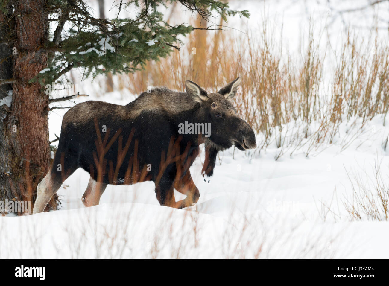 Moose ( Alces alces ), toro giovane in inverno, sparso palchi, camminando attraverso la neve profonda nel circostante tipica / habitat, area di Yellowstone, Wyoming negli Stati Uniti. Foto Stock