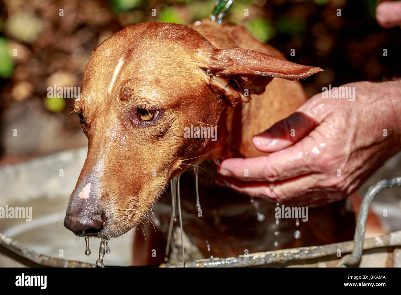 Un lavaggio dai capelli rossi (cane segugio andaluso razza) in una vasca in metallo in giardino Foto Stock