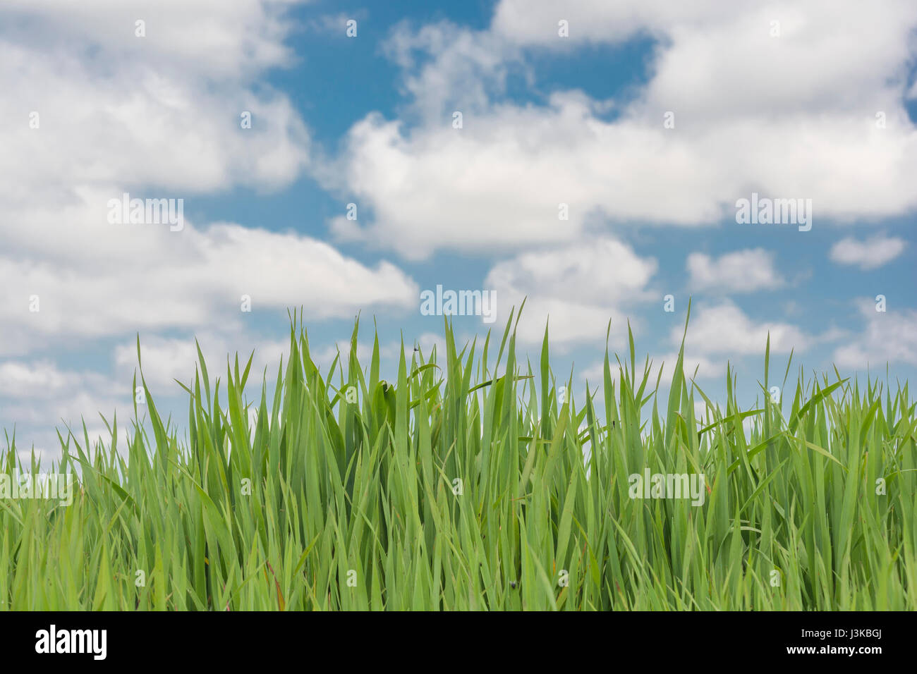 Verde fresco germogli di erba cielo blu - metafora per "Prato" parole - "non lasciate crescere l'erba sotto i piedi, 'Testa nelle Nuvole", la crescita economica. Foto Stock