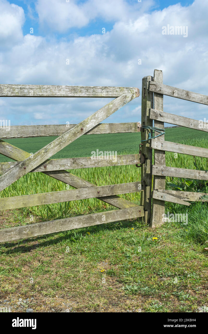 Accesso gated ad un campo di coltivazione di cereali - metafora possibile sia per l'agricoltura / l'agricoltura e anche il concetto di gateway dati. Cancello chiuso. Foto Stock