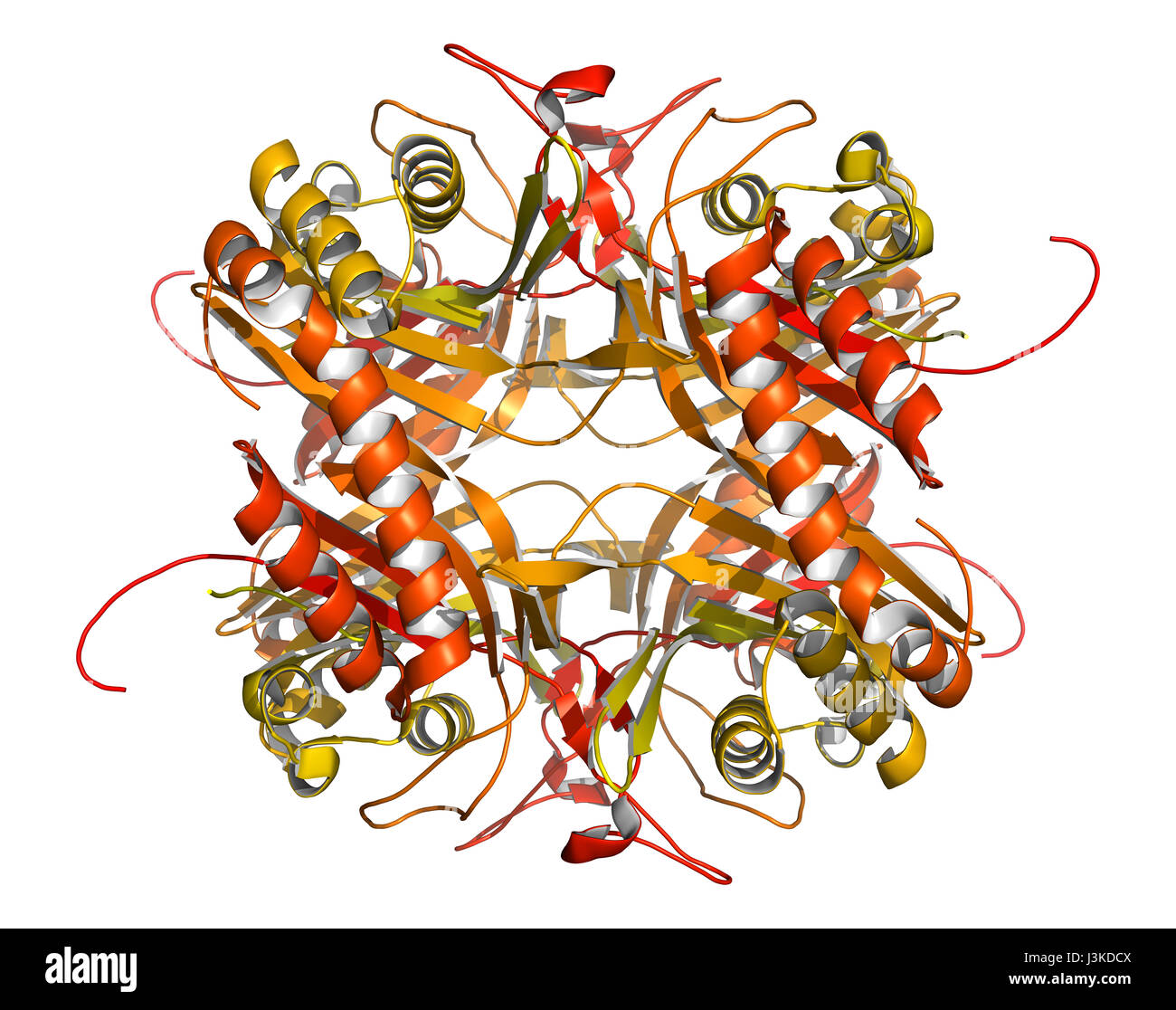 Rasburicase (ricombinante urato ossidasi) molecola enzimatica. Usato per trattare e prevenire la sindrome da lisi tumorale (TLS). Modello di Cartoon, N-a-C colorin gradiente Foto Stock