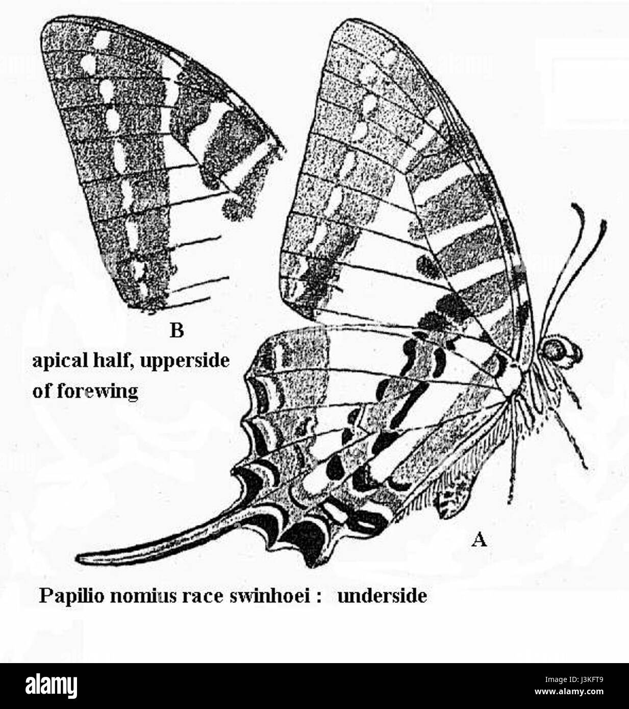 *Graphium nomius* è una specie di farfalla conosciuta per i suoi colori e motivi sorprendenti. Situata principalmente nel sud-est asiatico, è riconosciuta per le sue vivaci ali ali verdi e nere, una caratteristica che la rende una delle farfalle più belle della sua regione. Foto Stock