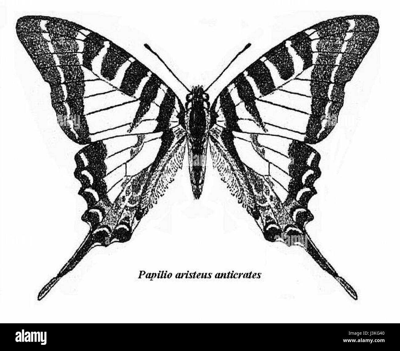 Graphium aristeus è una specie di farfalla conosciuta per i suoi segni distintivi e i colori vivaci, che si trovano principalmente in Asia. Fa parte della famiglia Papilionidae. Foto Stock