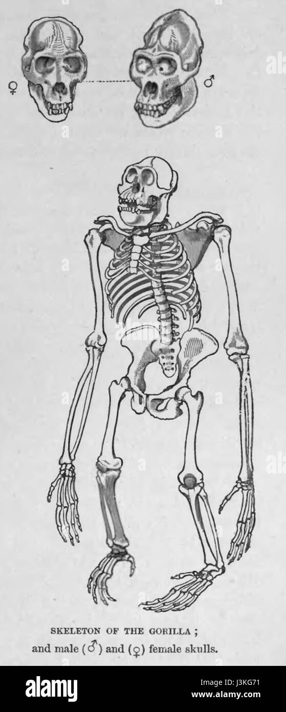 Questa immagine scientifica raffigura lo scheletro di un gorilla, che mostra la struttura scheletrica di questo grande primate. Offre approfondimenti sull'anatomia dei gorilla ed evidenzia le somiglianze e le differenze tra scheletri umani e primati. Foto Stock