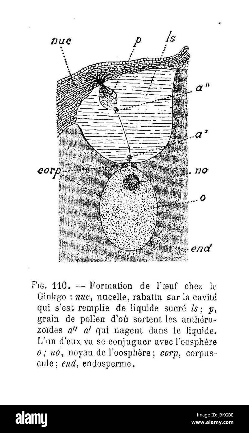 La formazione di Ginkgo de l'oeuf Foto Stock