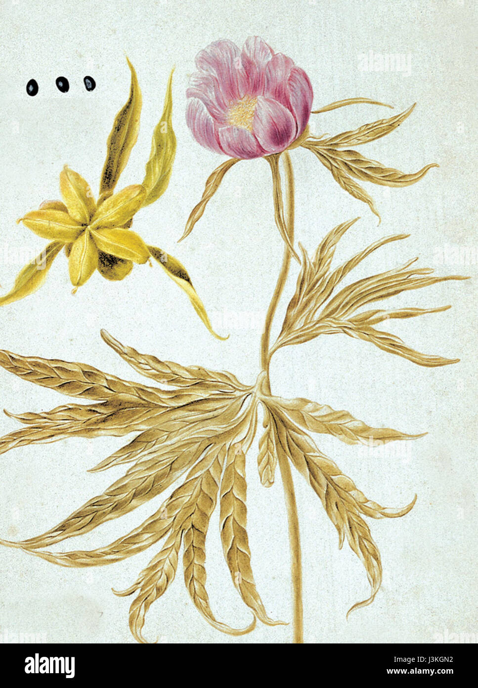 Gmelin Flora Sibirica Paeonia anomala L 3 Foto Stock