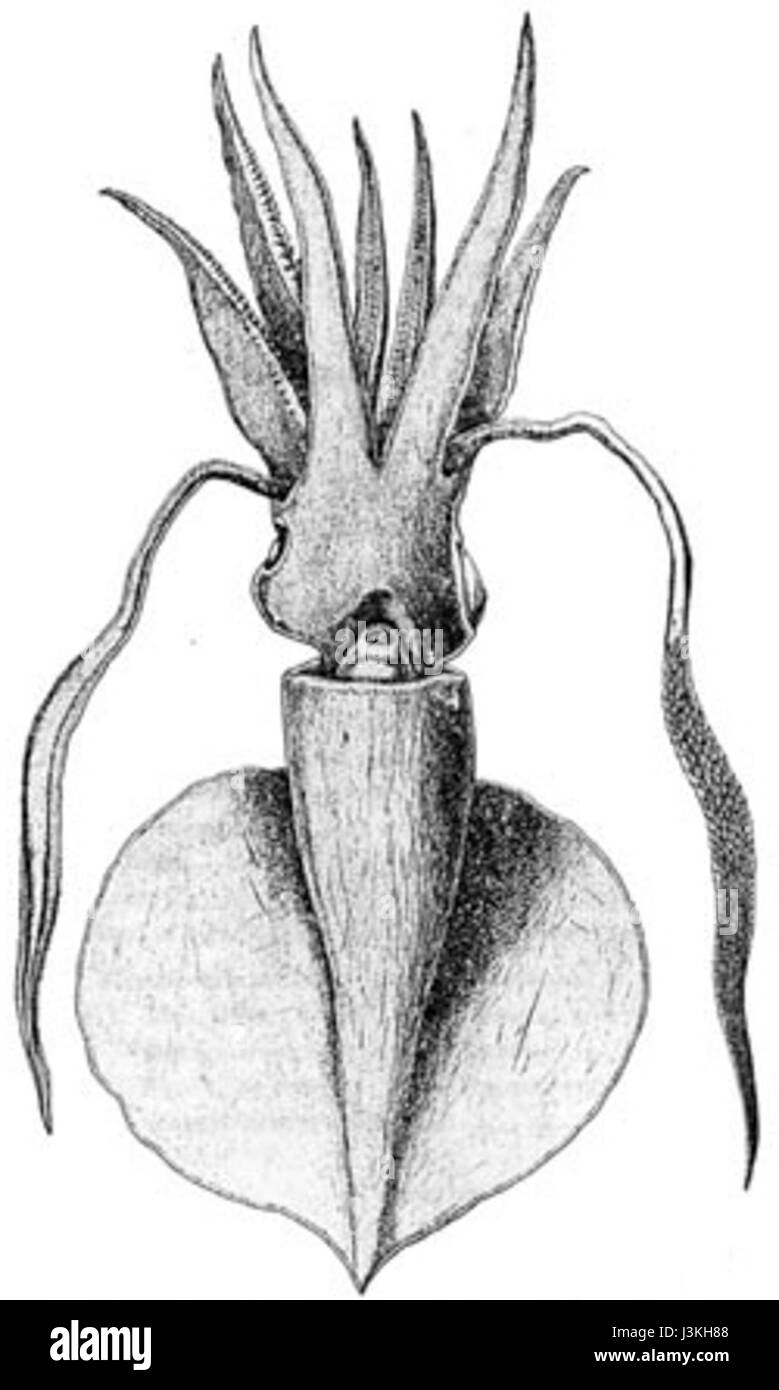 Idioteuthis latipinna è una specie di calamari che si trova nelle acque della regione indo-pacifica. Noto per le sue caratteristiche fisiche distinte, questo calamaro svolge un ruolo significativo nell'ecosistema marino. Foto Stock
