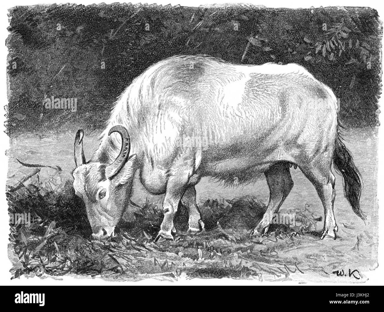 Un disegno di Hausbueffel, probabilmente uno schizzo storico o artistico, offre una panoramica dello stile di artistâ, concentrandosi sui dettagli e la precisione del lavoro di linea nella creazione di arti visive. Foto Stock