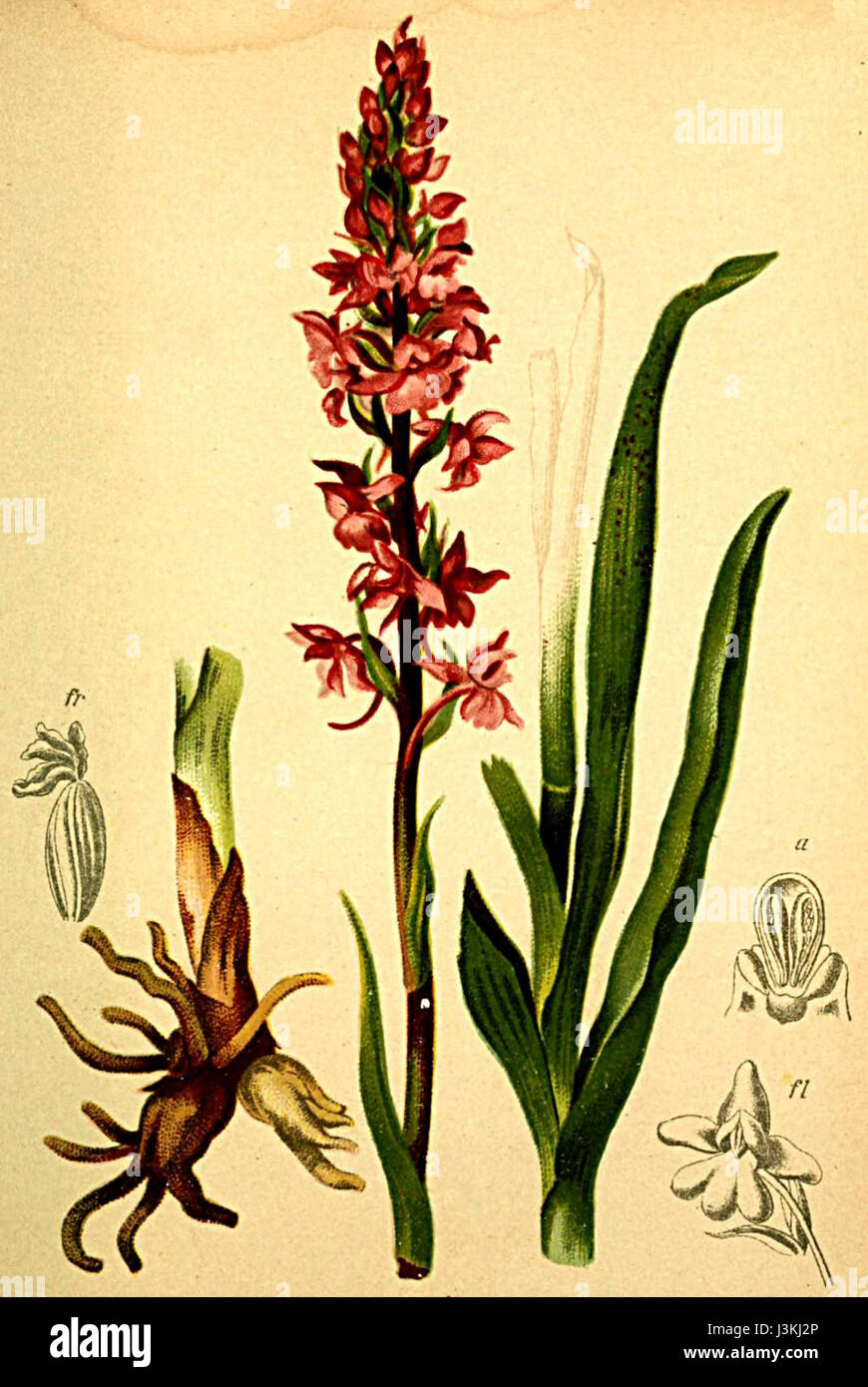 Gymnadenia conopsea Atlas Alpenflora Foto Stock