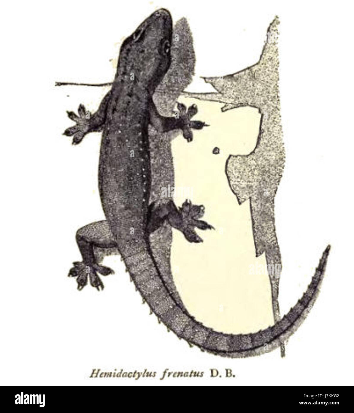 Hemidactylus frenatus, comunemente noto come geco della casa, è una specie di geco che si trova nelle regioni tropicali. Conosciuta per la sua adattabilità, spesso abita abitazioni umane e ha una presenza significativa sia in ambienti urbani che rurali. Foto Stock