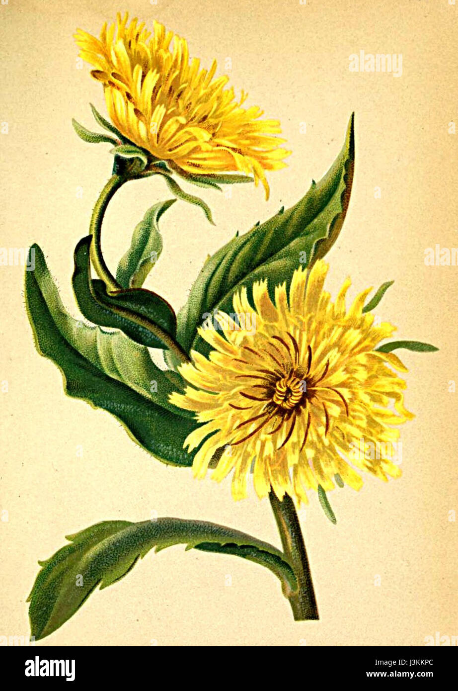 Hieracium intybaceum è una specie vegetale rinvenuta nelle Alpi, documentata nell'Atlante Alpenflora. È conosciuta per le sue caratteristiche peculiari e l'habitat alpino. Foto Stock