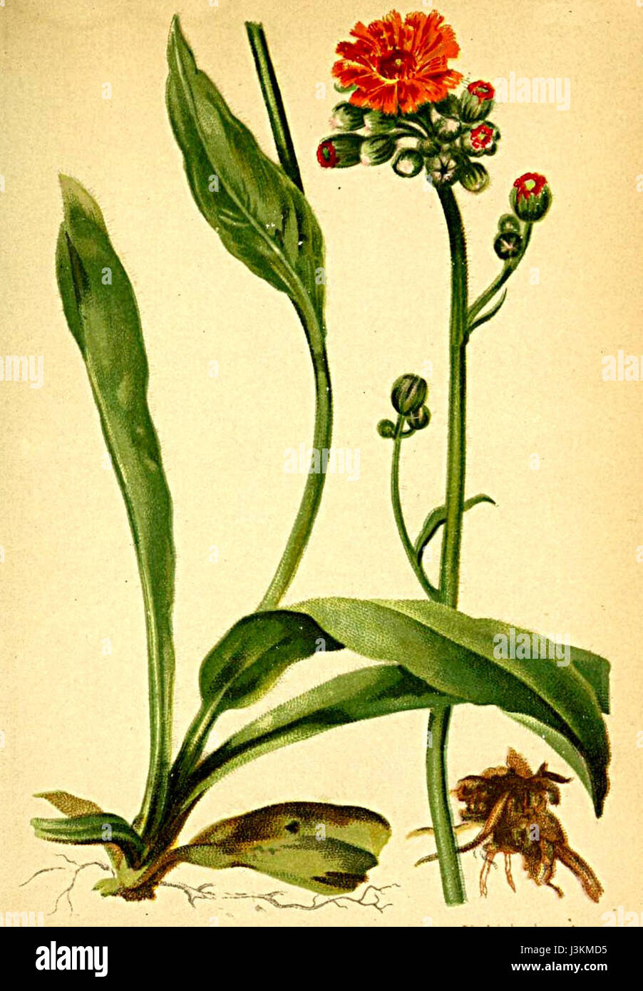 *Hieracium aurantiacum*, noto anche come alghe arancioni, è una specie vegetale che si trova nelle regioni alpine. È presente nel *Atlante Alpenflora*, una fonte autorevole sulla flora alpina. Foto Stock