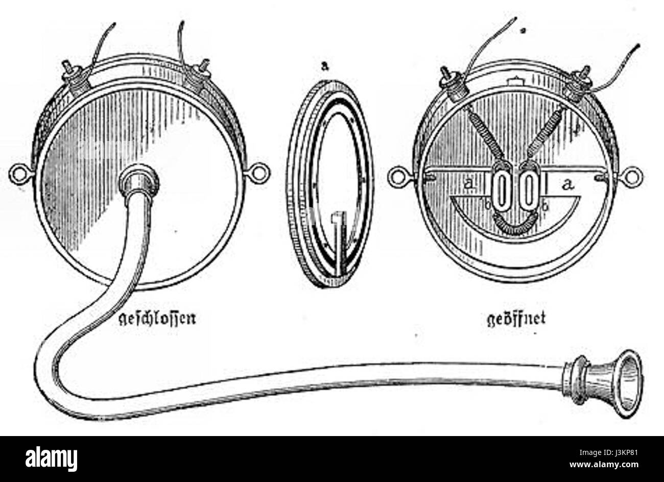 Gowerscher Fensprecher Querschnitt Foto Stock