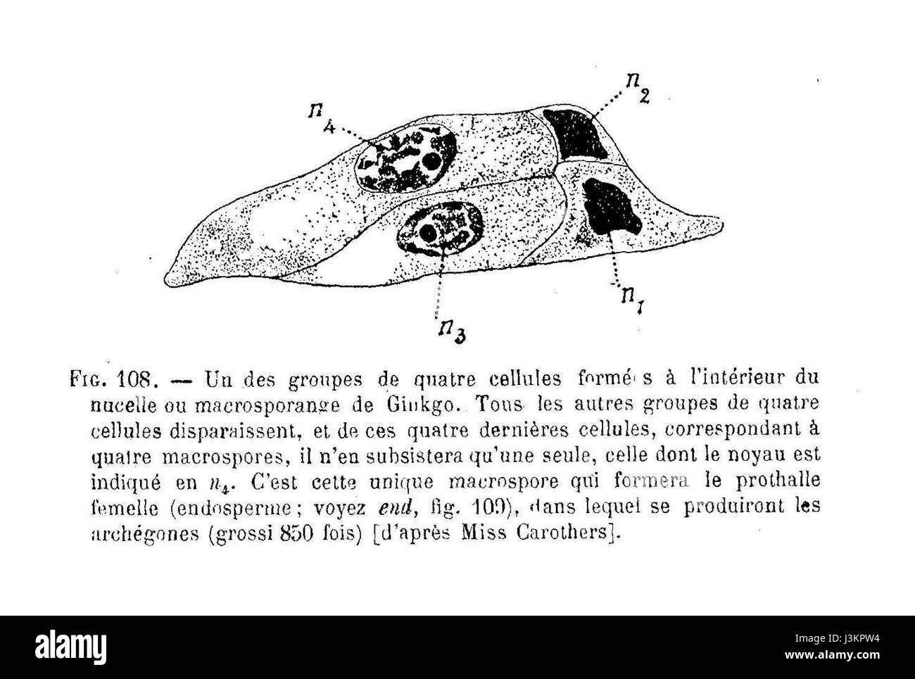 Le macrospore di Ginkgo sono le strutture riproduttive dell'albero di Ginkgo biloba. Queste macrospore fanno parte del processo di fertilizzazione della pianta, contribuendo alla produzione di semi. Il Ginkgo biloba è noto per le sue foglie uniche a forma di ventaglio ed è una delle specie di alberi viventi più antiche. Foto Stock