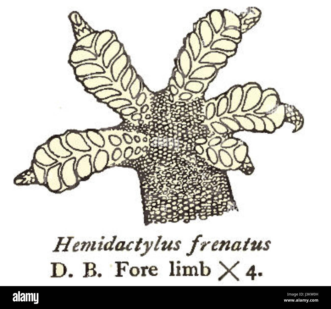 Hemidactylus frenatus, comunemente noto come geco della casa, è una specie di geco originaria del sud-est asiatico. Si è adattato bene agli habitat umani e si trova spesso nelle aree urbane. Conosciuta per la sua capacità di prosperare in una varietà di ambienti, è comunemente vista sia in climi tropicali che subtropicali. Foto Stock