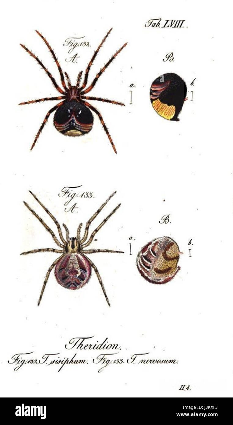 Illustrazione di Theridion sisyphium, una specie di ragno descritta da Carl Wilhelm Hahn nel 1834, che mostra viste dorsali e laterali. Foto Stock
