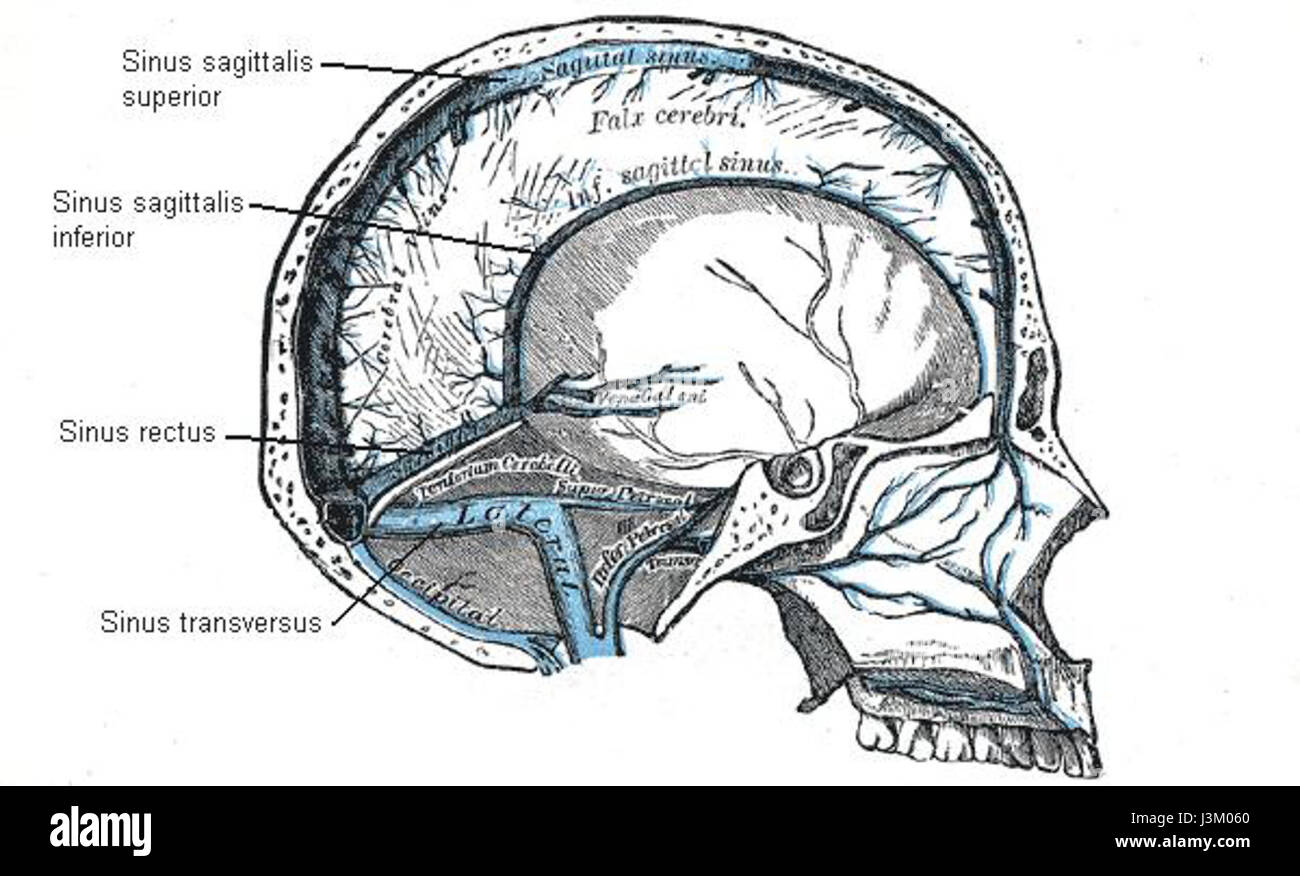 Il veneno del seno grigio si riferisce a un tipo di struttura venosa trovata nel cervello umano, specificamente associata al drenaggio del sangue dalle cavità principali del cervello. Foto Stock