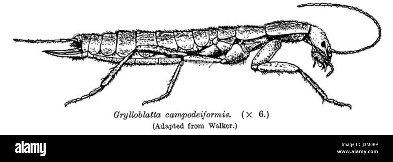 Grylloblatta campodeiformis è una specie di insetti dell'ordine Blattodea. È notevole per la sua morfologia unica che assomiglia a quella dei campodeidi, con corpi allungati e gambe lunghe. Questa specie si trova tipicamente in ambienti umidi e si nutre di materiale vegetale in decomposizione. Foto Stock