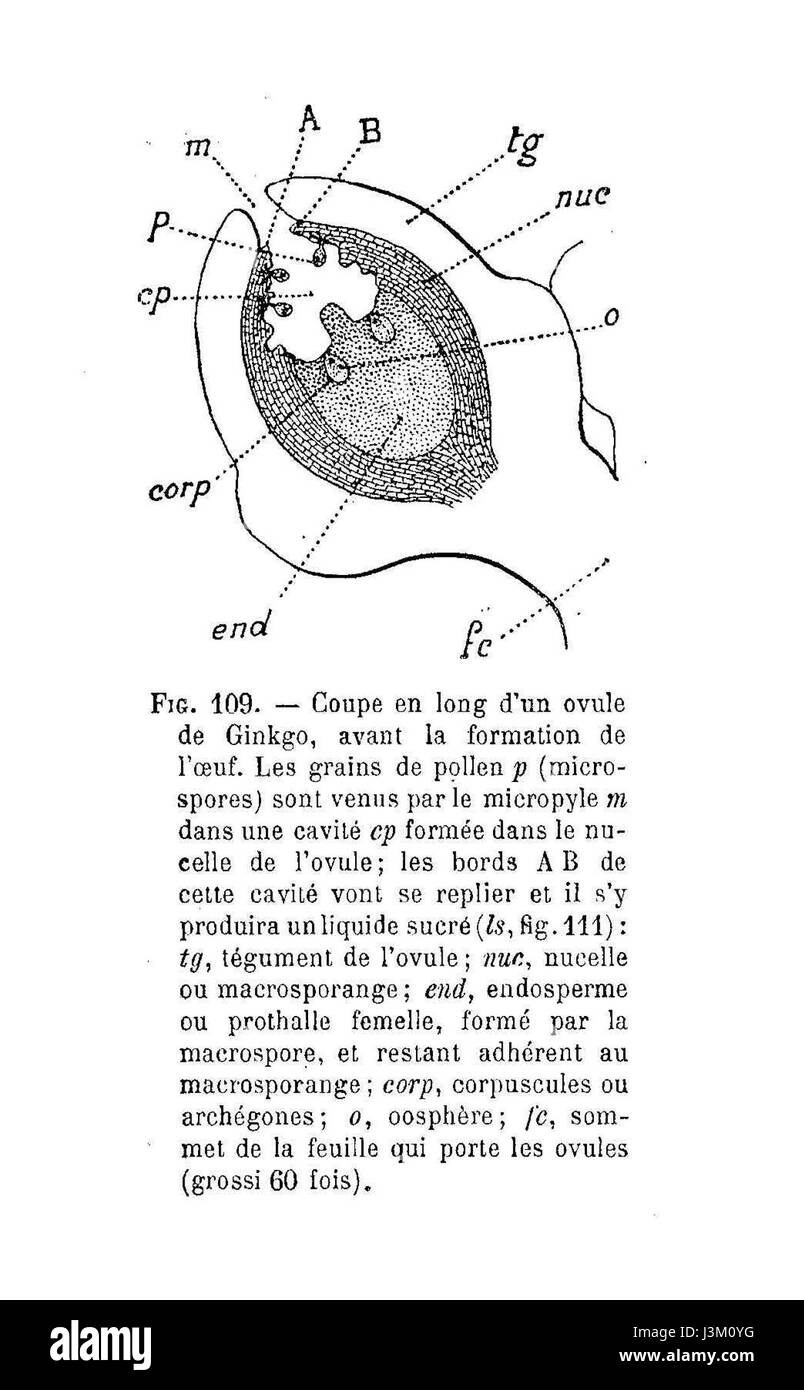 L'immagine "Ginkgo coupe en long de l'ovule" raffigura probabilmente una vista trasversale di una pianta di Ginkgo biloba, concentrandosi sull'ovulo, che fa parte del sistema riproduttivo plantâ€™S. Il Ginkgo biloba è una specie di albero nota per le sue caratteristiche foglie a ventaglio. Foto Stock