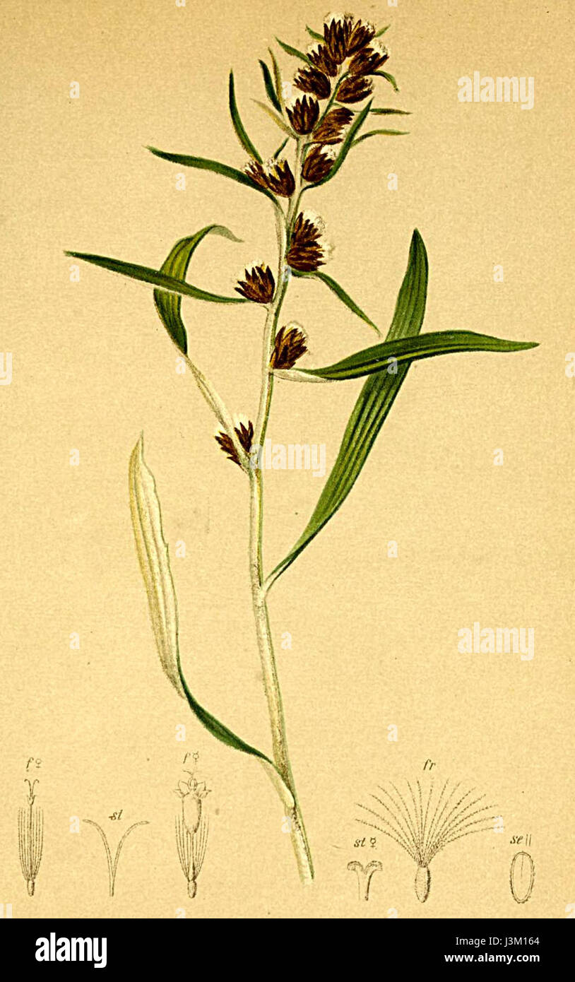 Il Gnaphalium norvegicum, noto anche come norvegese eterno, è una specie vegetale originaria delle regioni alpine della Norvegia, raffigurata nell'Atlante Alpenflora. Foto Stock