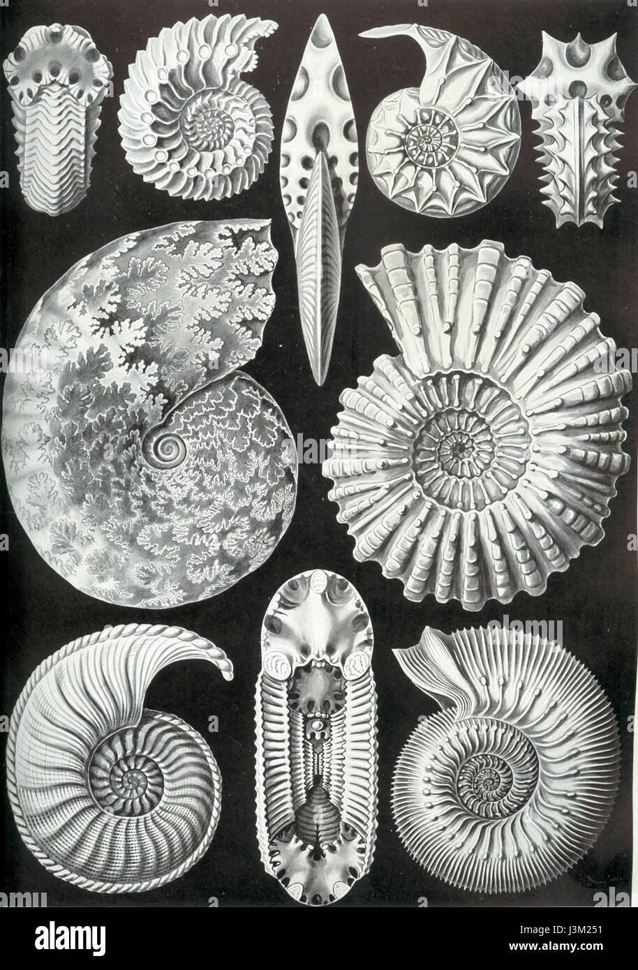 L'Ammonitida di Haeckel rappresenta un'esplorazione scientifica dettagliata delle ammoniti, degli antichi molluschi marini. Il lavoro combina le eccezionali capacità di illustrazione di Haeckel con il suo interesse per il mondo naturale, documentando con precisione queste specie estinte. Le illustrazioni sono considerate altamente influenti nel campo della biologia marina e della paleontologia. Foto Stock