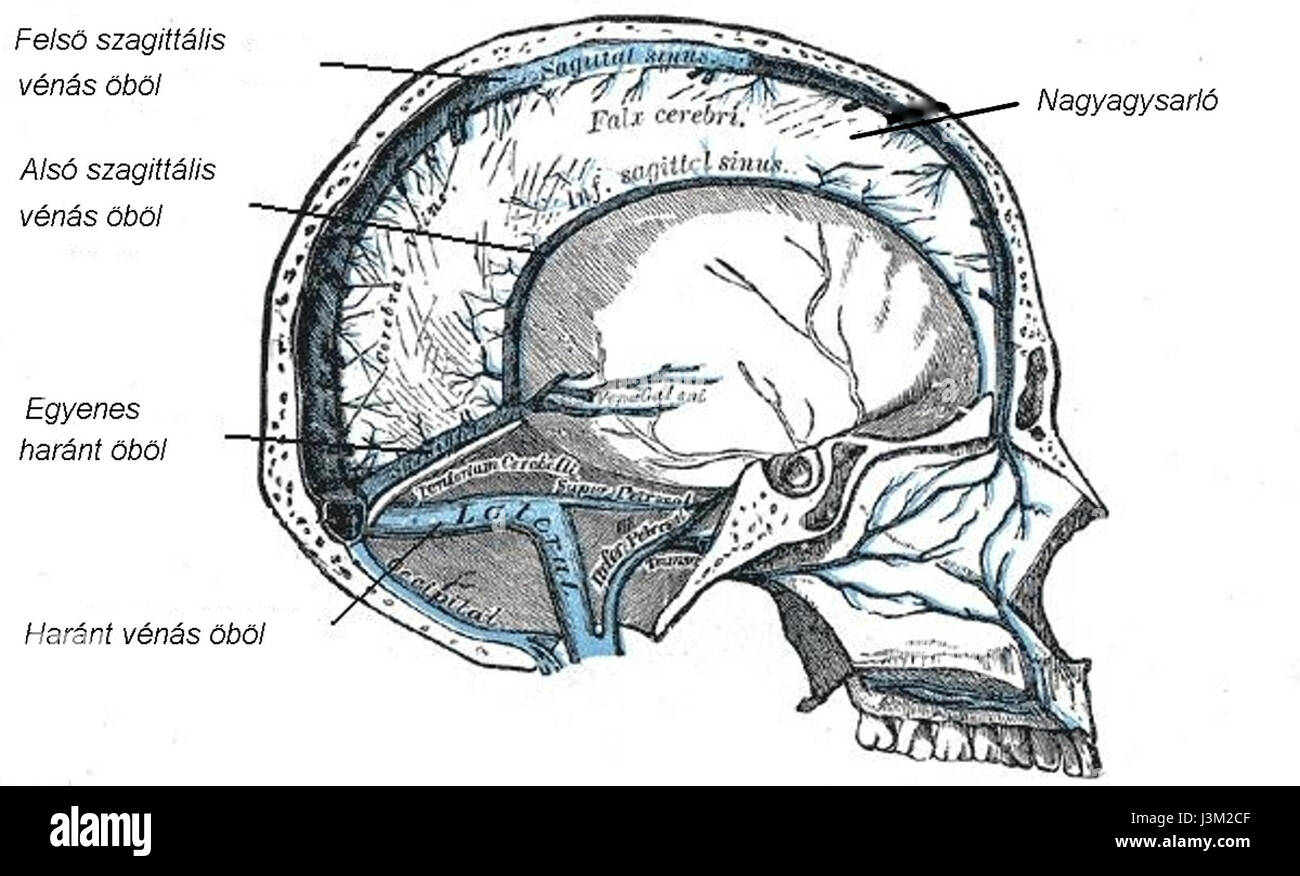 *Gray sinusvenen hu* è un termine che può riferirsi a uno studio medico o biologico che coinvolge la vena del seno grigio negli esseri umani. Le vene sinusali sono una parte del sistema circolatorio e la ricerca su di loro aiuta a comprendere il flusso sanguigno e le relative condizioni mediche. Foto Stock