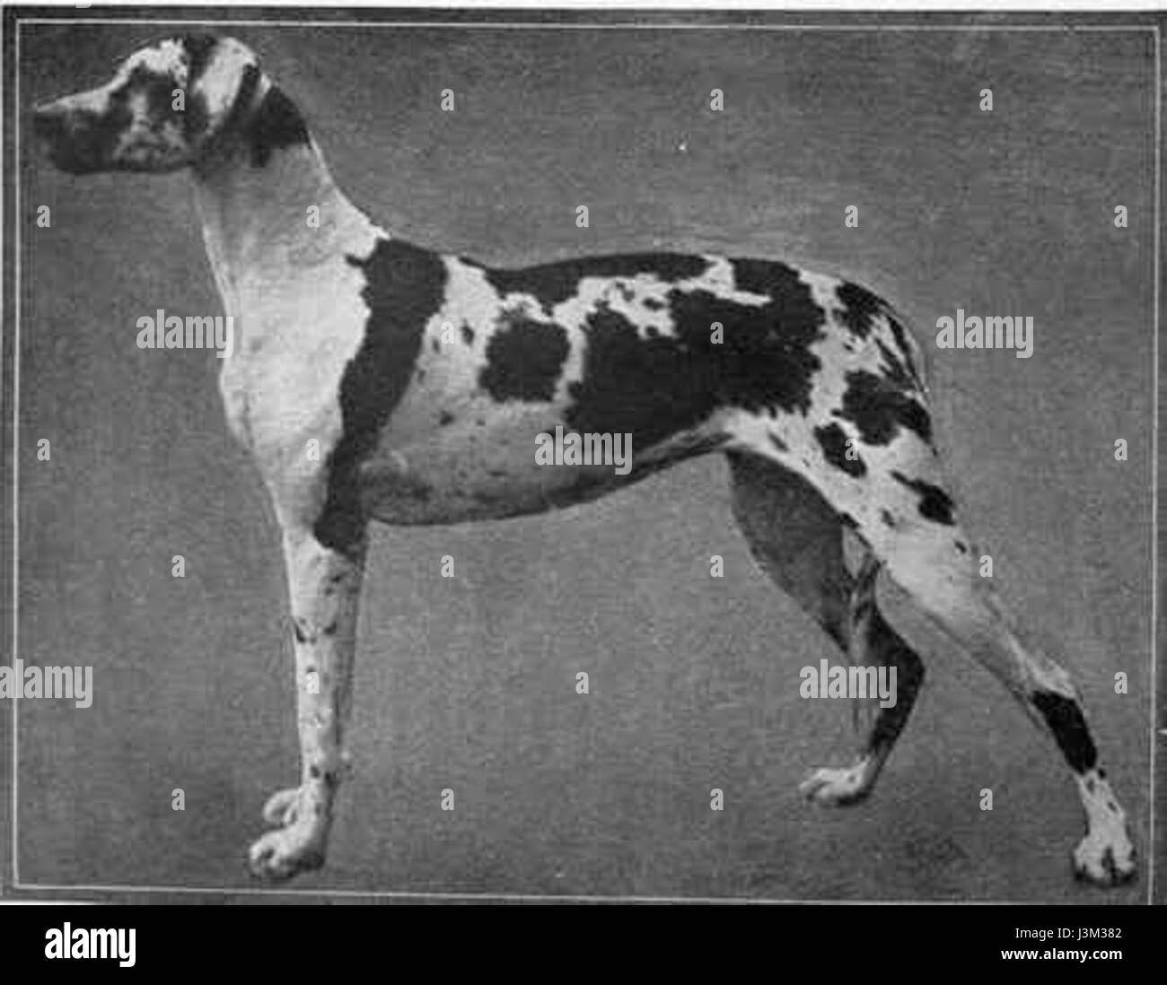 Harlequin Great Dane nel 1910 Foto Stock