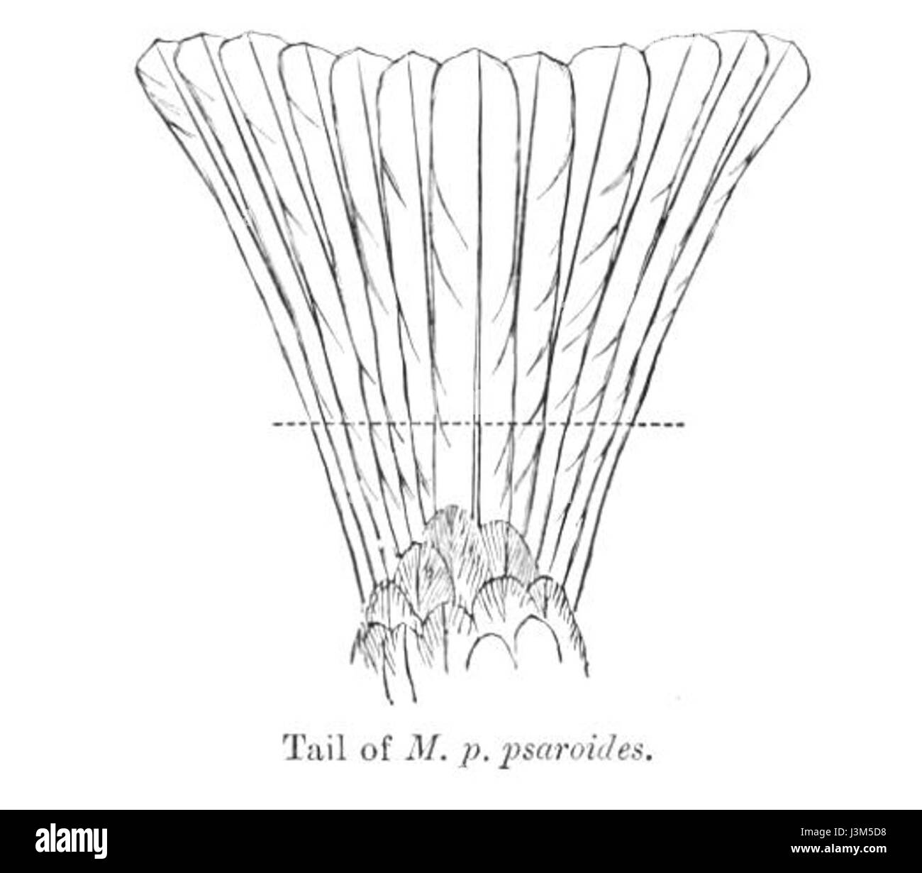 HypsipetesLeucocephalusTailFBI Foto Stock