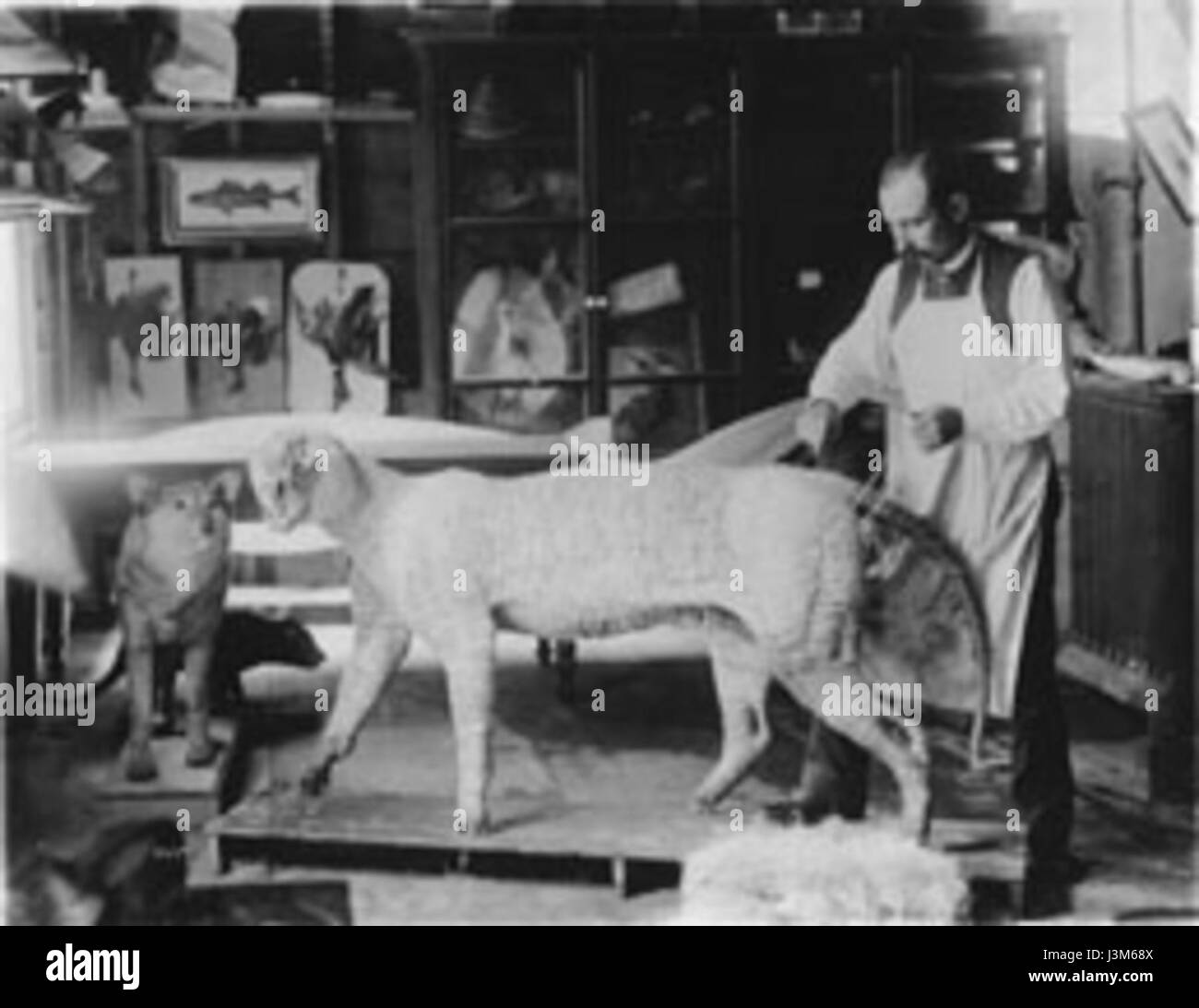 Hornaday Tiger 1880 Foto Stock