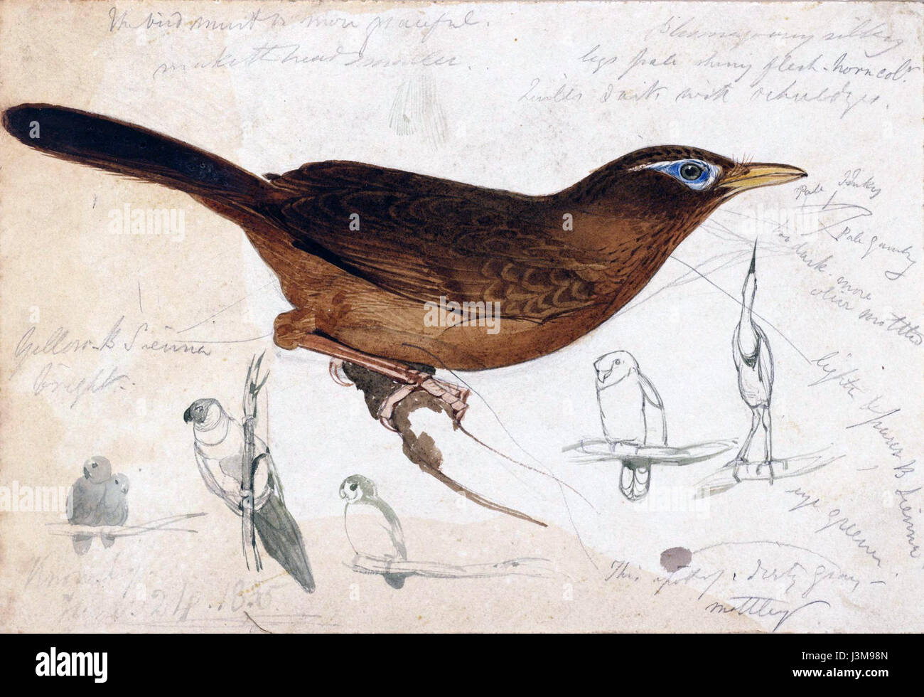 Houghton MS Typ 55.21 Edward Lear, uccello marrone Foto Stock