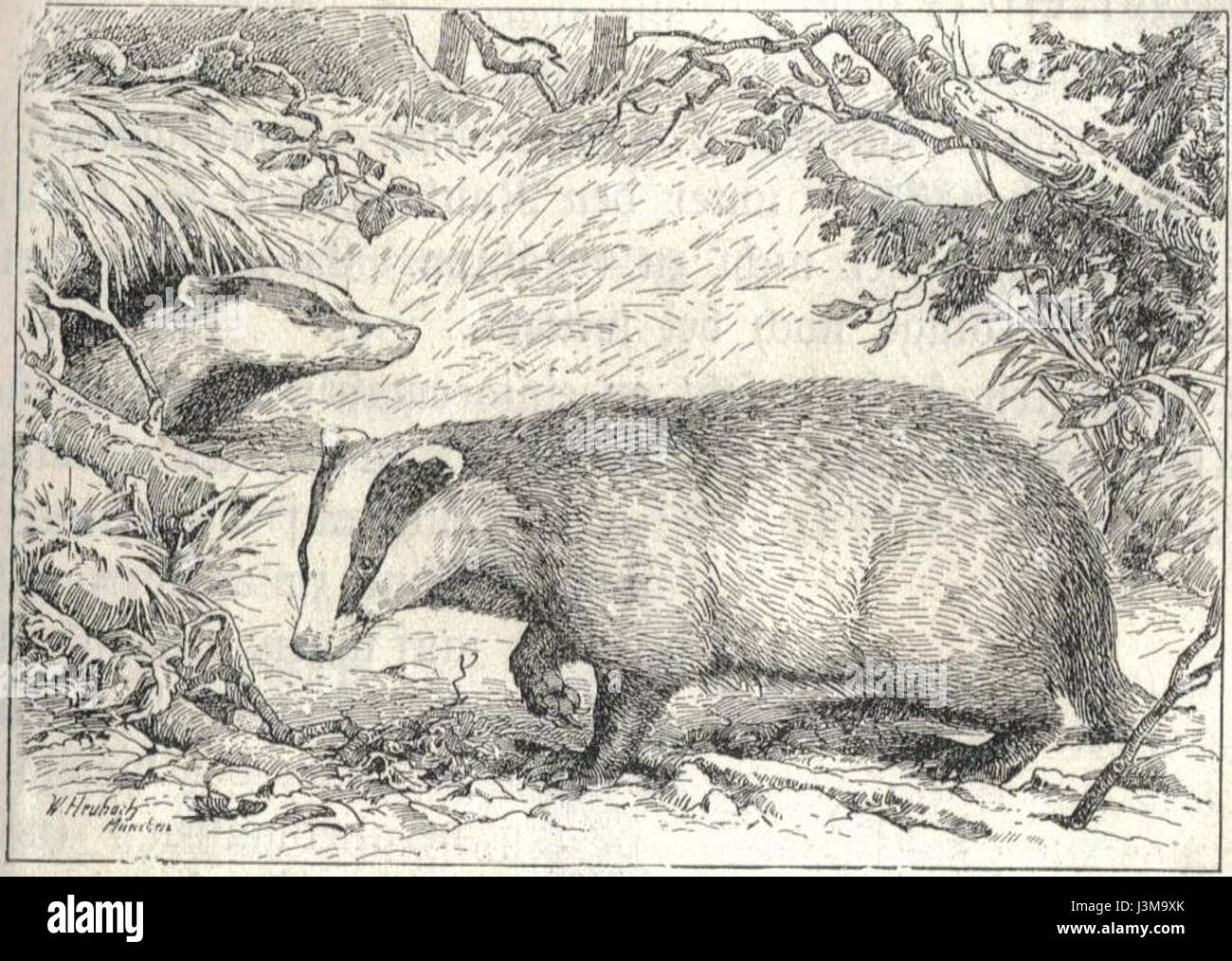 Il tasso di Heubach è una figura in ceramica prodotta dall'azienda Heubach, nota per la sua cura artigianale e la porcellana da collezione. La figura rappresenta un tasso in dettaglio realistico, parte di una serie di statuette della fauna selvatica prodotte all'inizio del XX secolo. Foto Stock