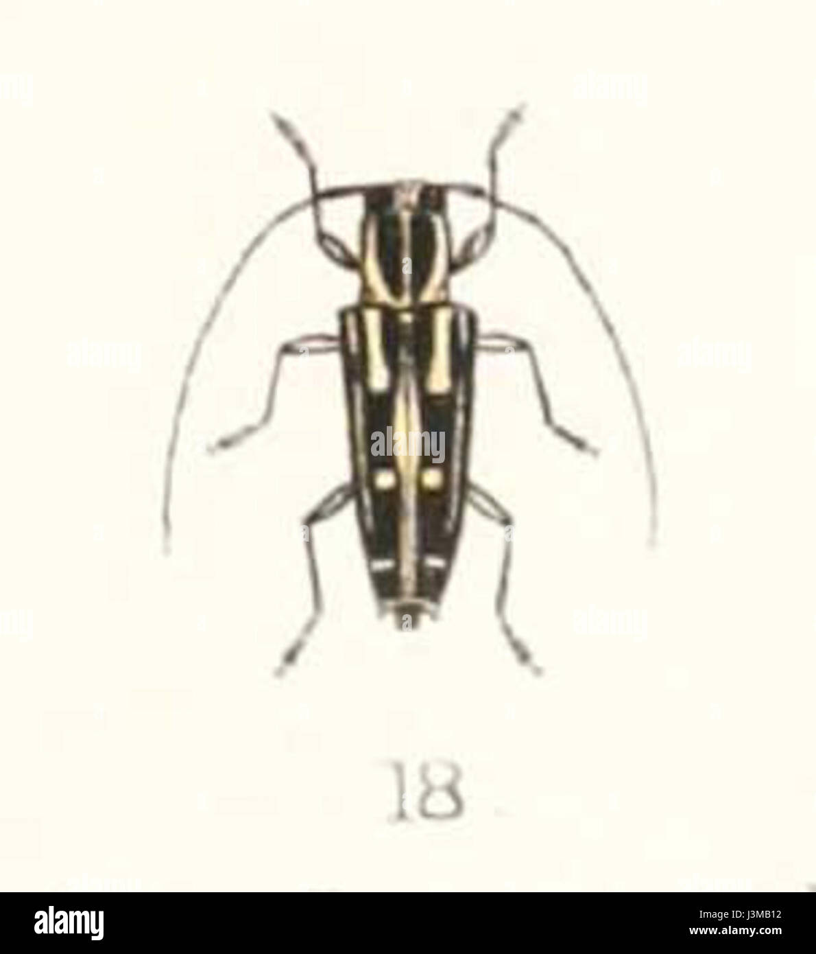 Glenea ossifera 1894 Foto Stock