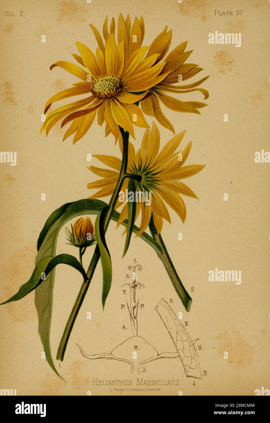 L'Helianthus maximiliani, comunemente noto come girasole Maximilian, è una pianta perenne originaria del Nord America. E' riconosciuto per la sua alta statura e i vibranti fiori gialli, che fioriscono in tarda estate. La pianta si trova spesso in praterie, praterie e boschi aperti. Foto Stock