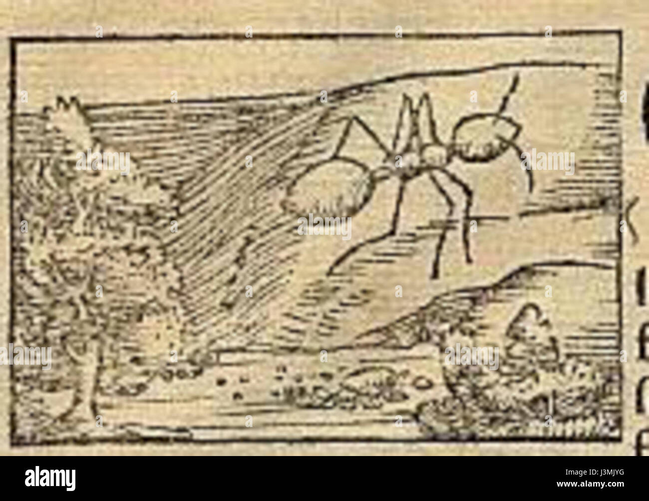 L'oro di mangiare le formiche Foto Stock