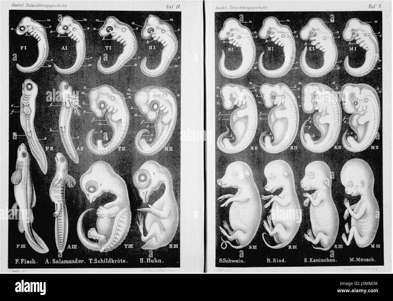 "Anthropogenie" di Ernst Haeckel (1874) è un'opera scientifica che esplora le origini dell'umanità, combinando l'evoluzione biologica con considerazioni filosofiche sullo sviluppo umano. Foto Stock