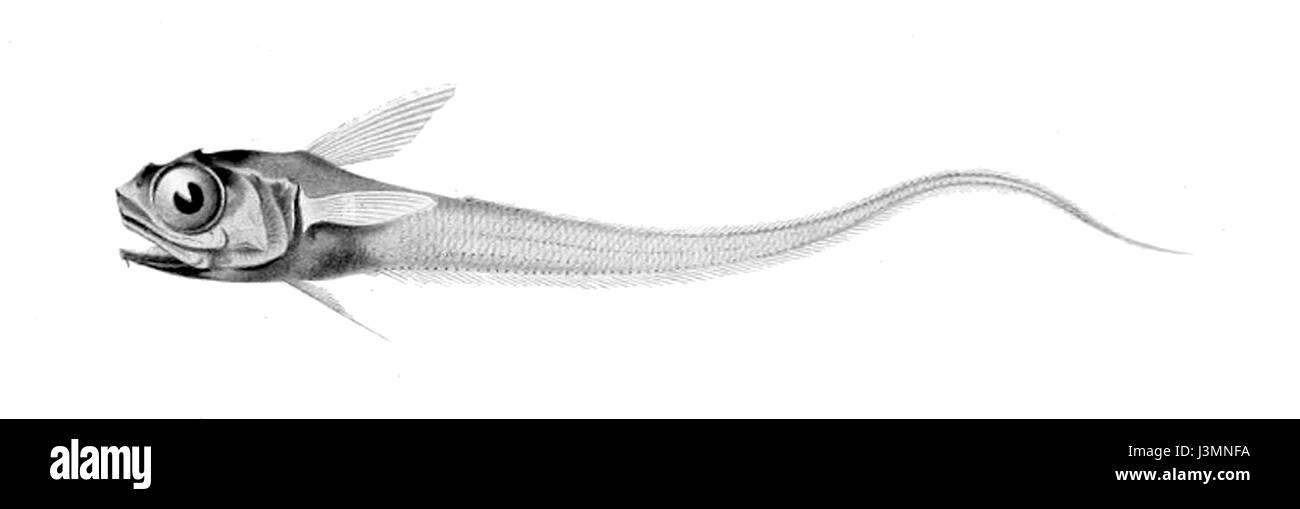 Hymenocephalus italicus è una specie di pesce originaria del Mar Mediterraneo. È noto per le sue caratteristiche uniche e l'adattamento al suo ambiente costiero. Foto Stock