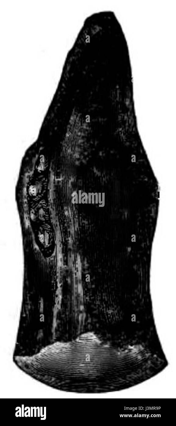 Questo titolo si riferisce probabilmente a una pagina che parla di scarpe per cavalli e del processo di calzatura, che prevede l'installazione di cavalli con scarpe metalliche per la protezione e la funzionalità. Foto Stock