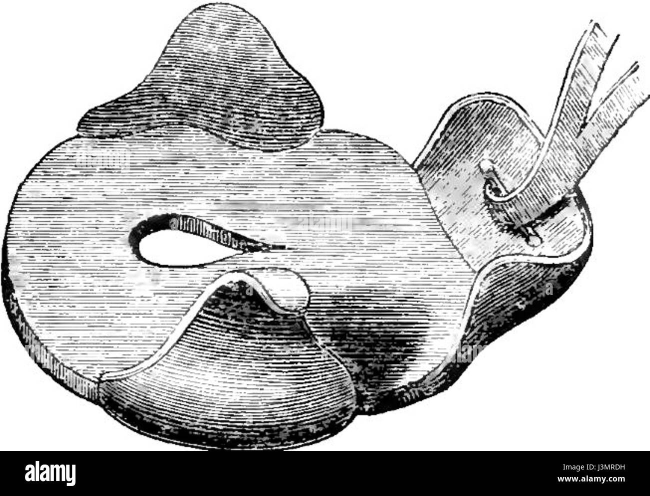 Le calzature per cavalli e le calzature per cavalli si riferiscono alla pratica di indossare i cavalli con scarpe metalliche per la protezione, una pratica comune nella cura degli equini e nella salute veterinaria. Foto Stock