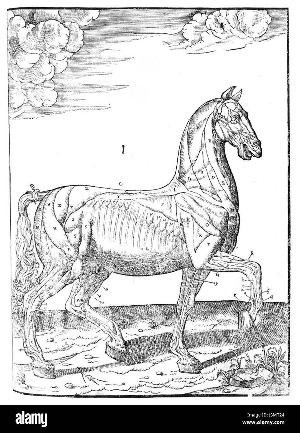 Muscolatura cavallo Carlo Ruini c 1598 Foto Stock