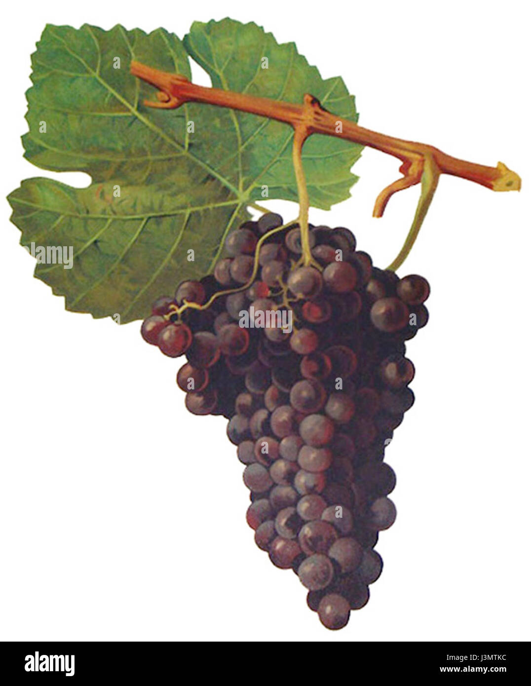 Herbemont fu una figura notevole, nota per i suoi contributi alla viticoltura e alla vinificazione negli Stati Uniti, in particolare nel XIX secolo. Il suo lavoro ha contribuito a plasmare la prima industria vinicola del paese, in particolare nelle regioni meridionali. Foto Stock